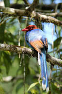 Image of Ceylon Blue Magpie