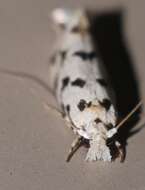 Image of Moth