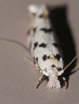 Image of Moth