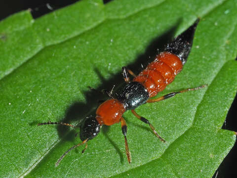 Image of Paederus (Harpopaederus) schoenherri Czwalina 1889