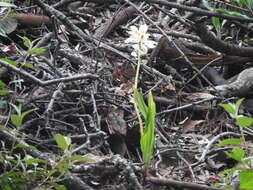 Image of Govenia liliacea (Lex.) Lindl.