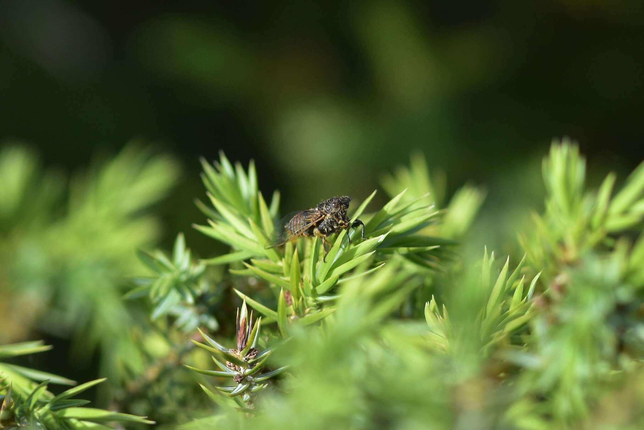 Sivun Oligoglena tibialis (Panzer 1798) kuva