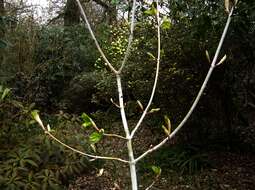 Image of Manchurian Striped Maple