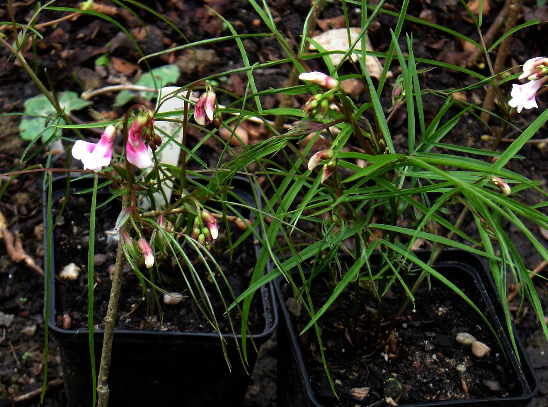 Image of spring pea