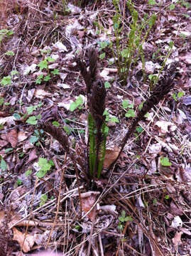 Image of ostrich fern