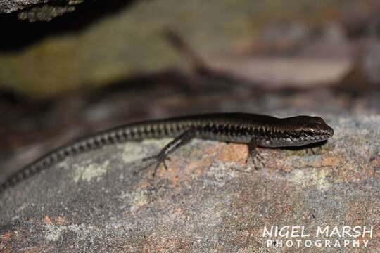 Image of Dark Barsided Skink