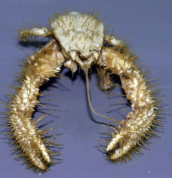 Image of yeti crabs