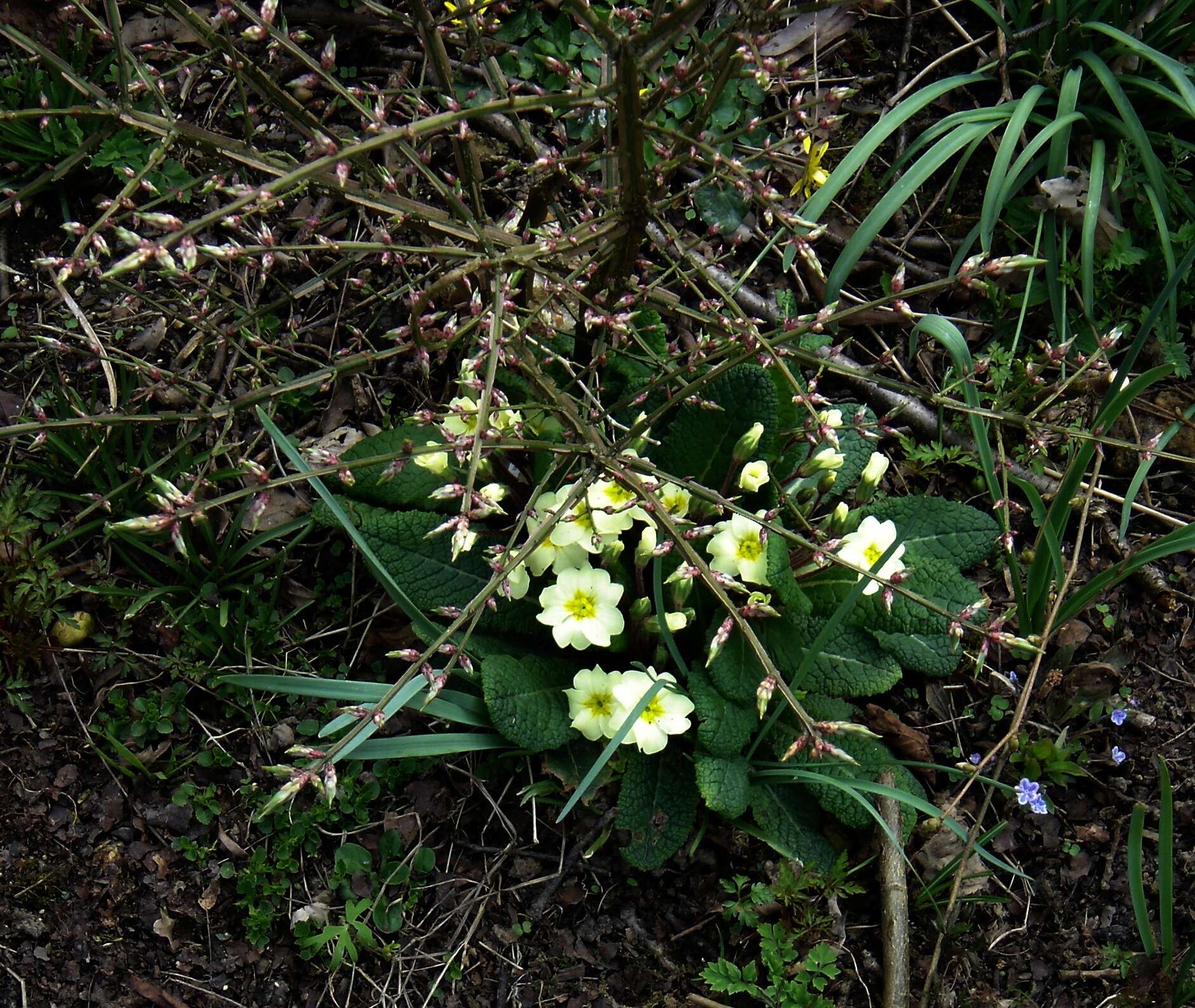 Image de Euonymus alatus (Thunb.) Siebold