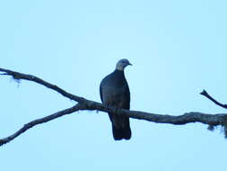 Columba pulchricollis Blyth 1846 resmi