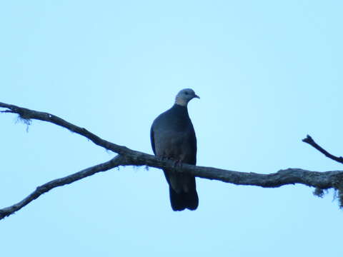 Image of Ashy Wood Pigeon