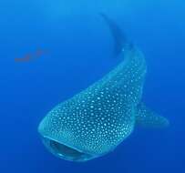 Image of whale sharks