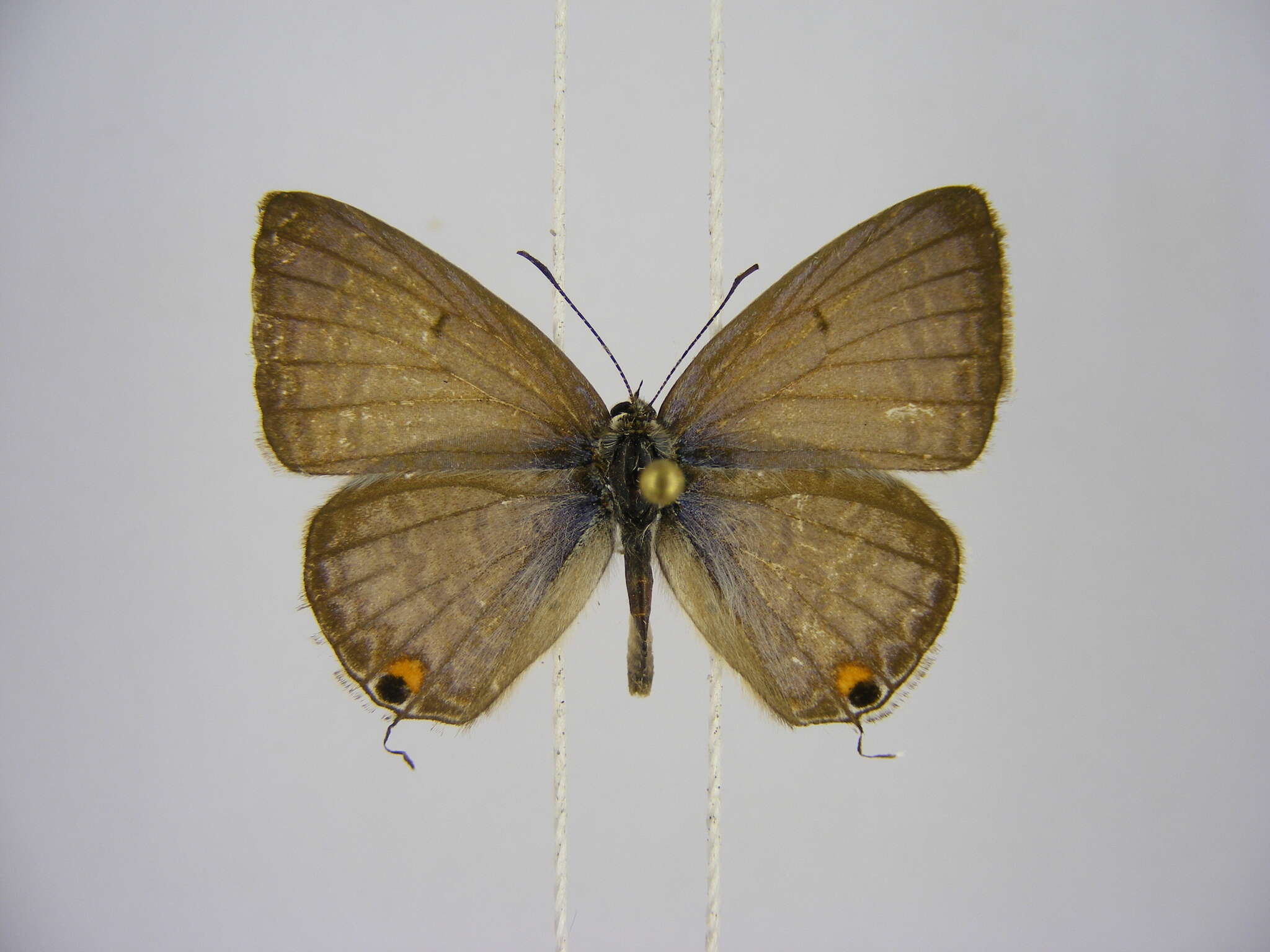 Слика од Euchrysops barkeri (Trimen 1893)