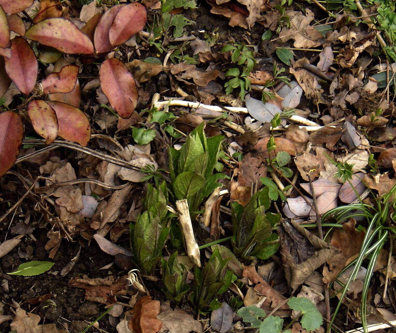 Plancia ëd Atropa belladonna L.