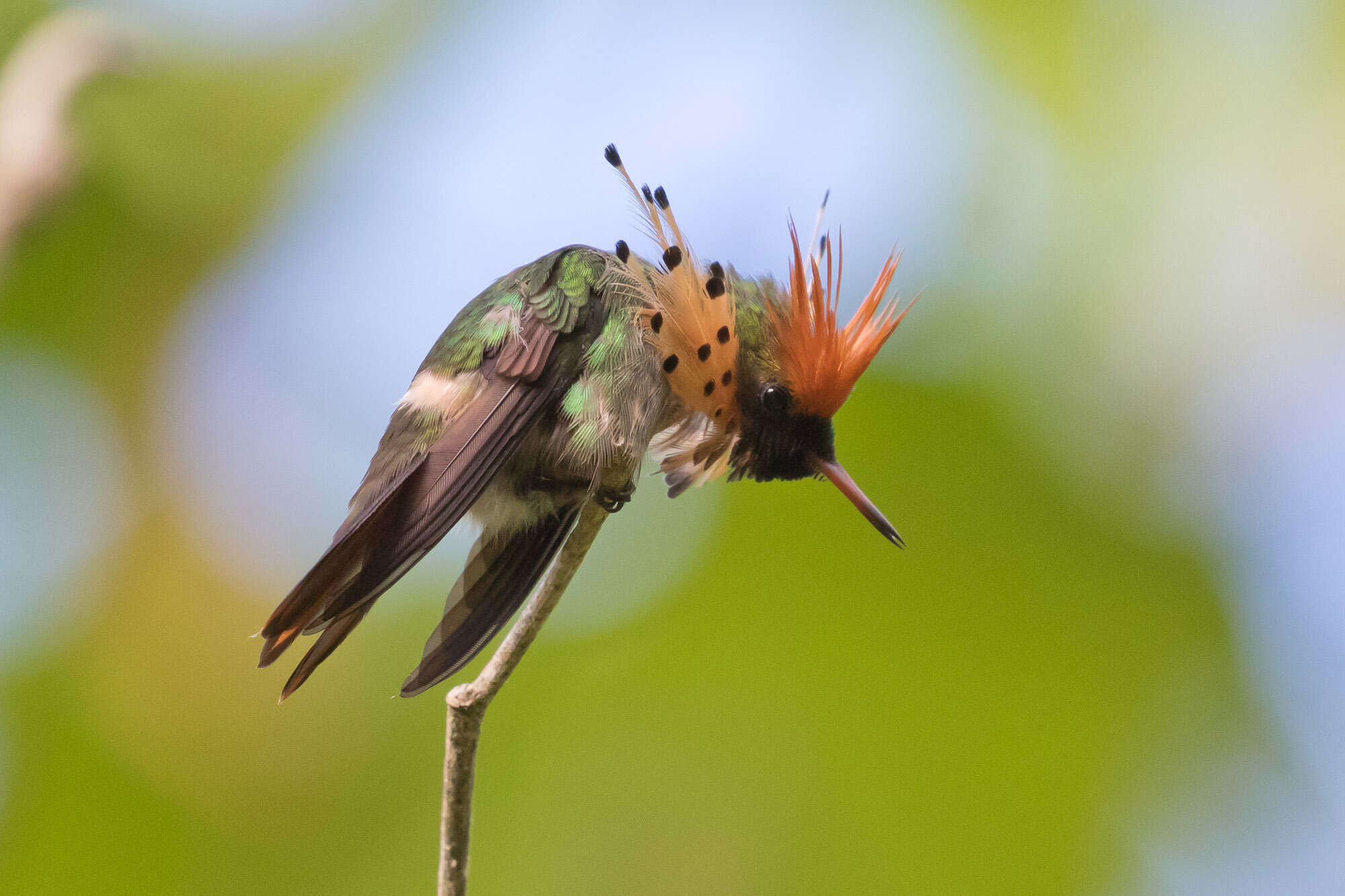 Lophornis ornatus (Boddaert 1783) resmi