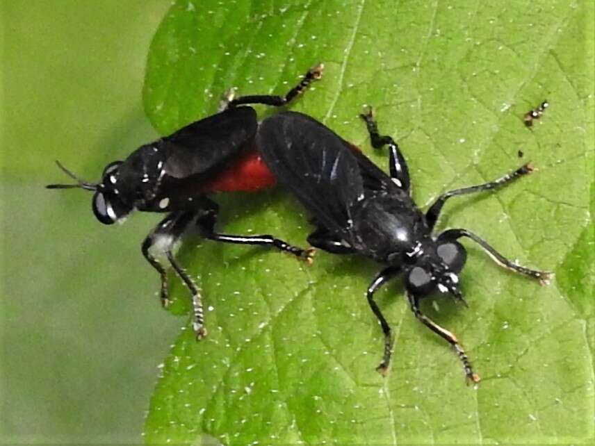 Plancia ëd Lampria bicolor (Wiedemann 1828)