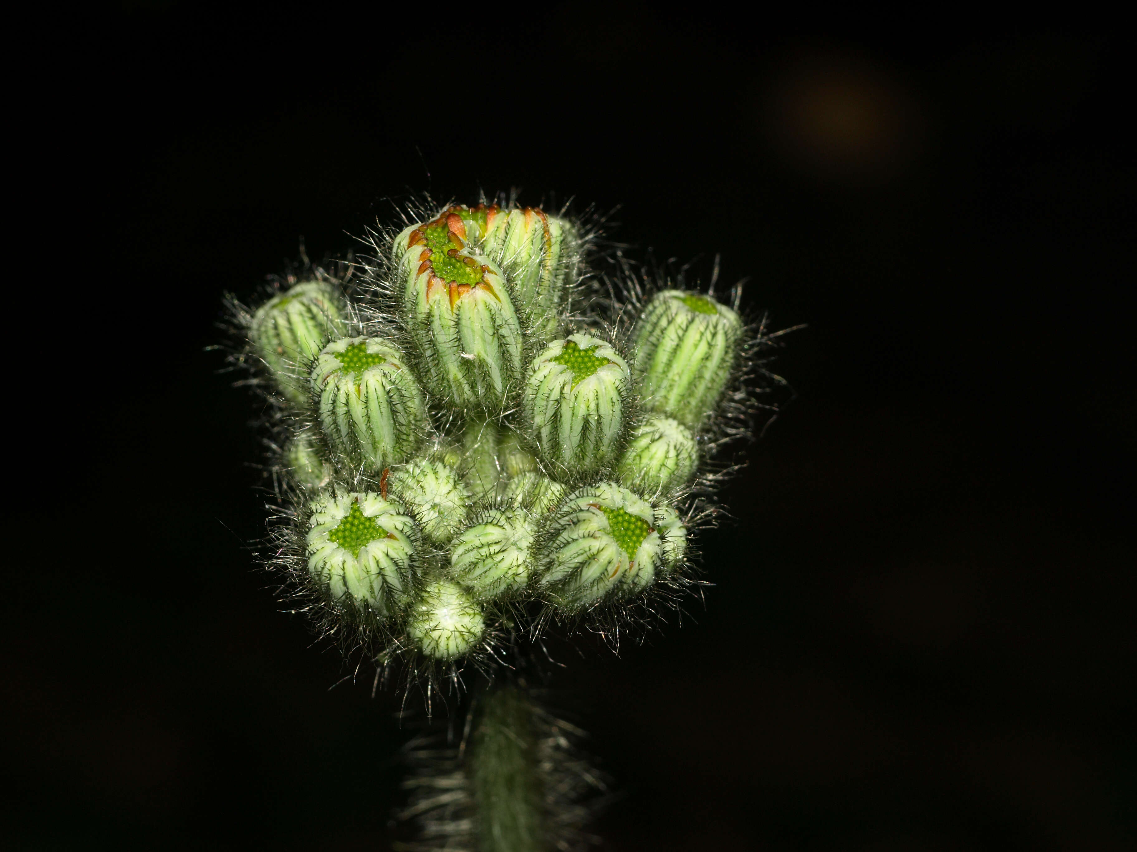 Imagem de Pilosella aurantiaca (L.) Sch. Bip., F. W. Schultz & Sch. Bip.