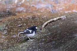 Image of Little Forktail