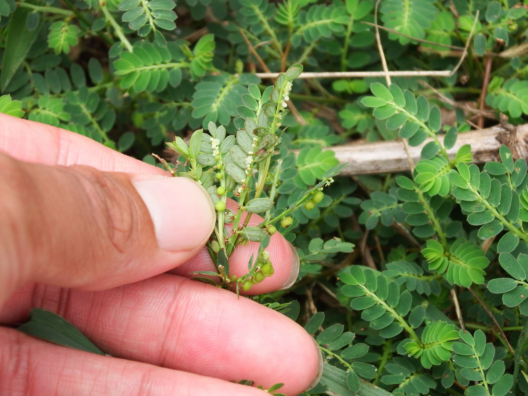 Image of Phyllanthus urinaria subsp. urinaria