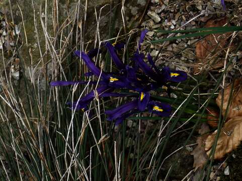 Image of Iris reticulata M. Bieb.