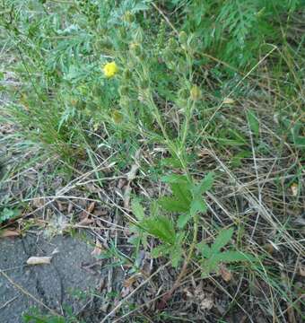 Image of Potentilla recta subsp. obscura (Willd.) Arcang.