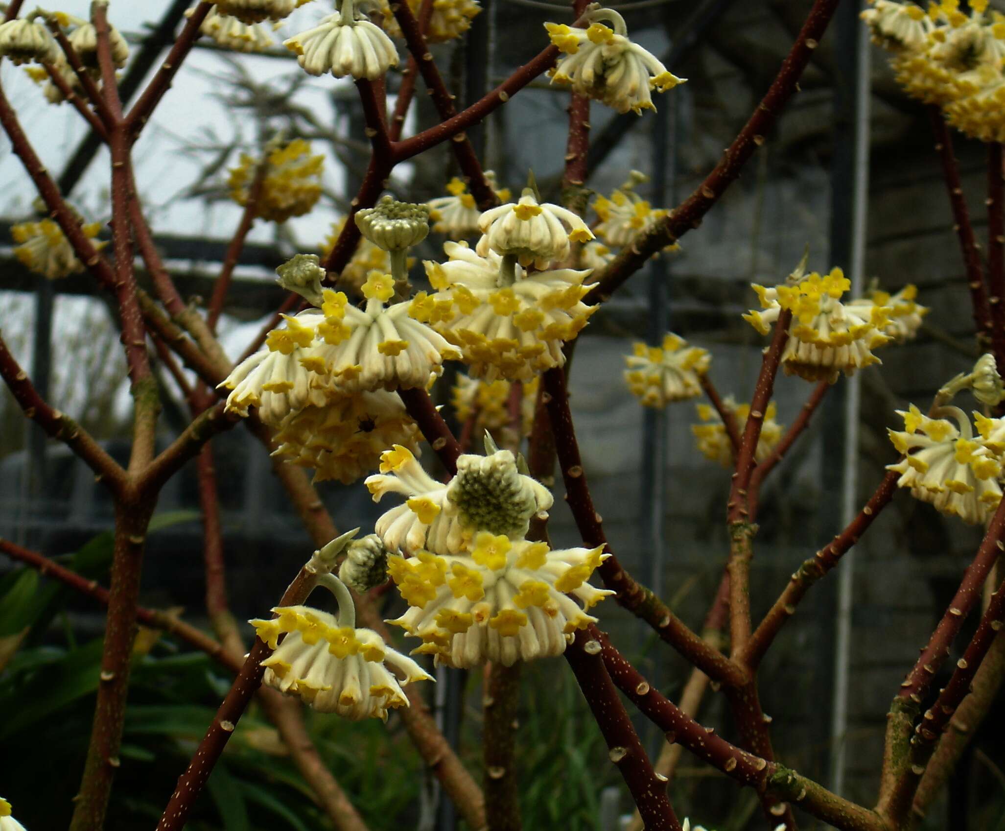 Image of Oriental paperbush