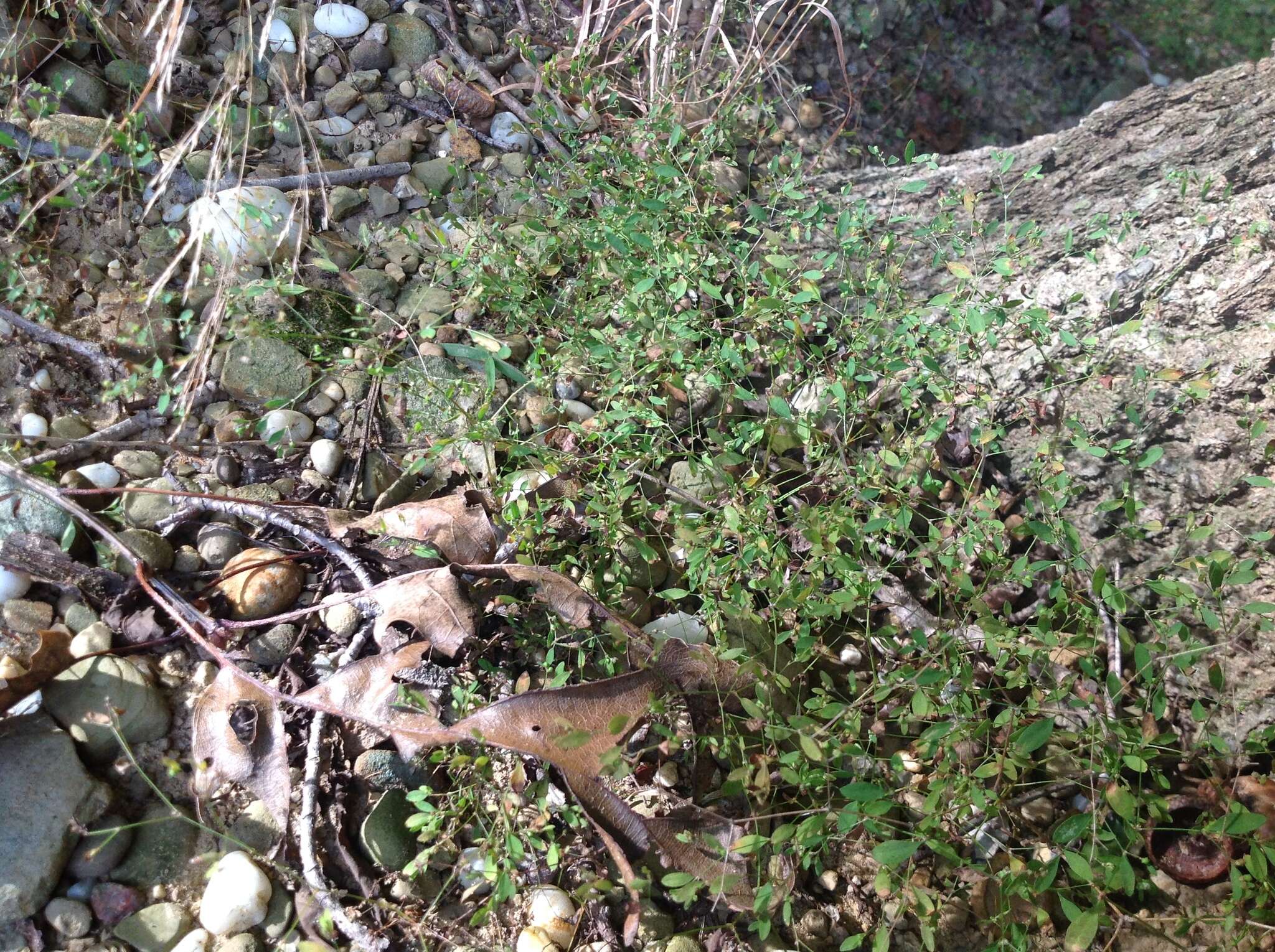 Image of smooth forked nailwort