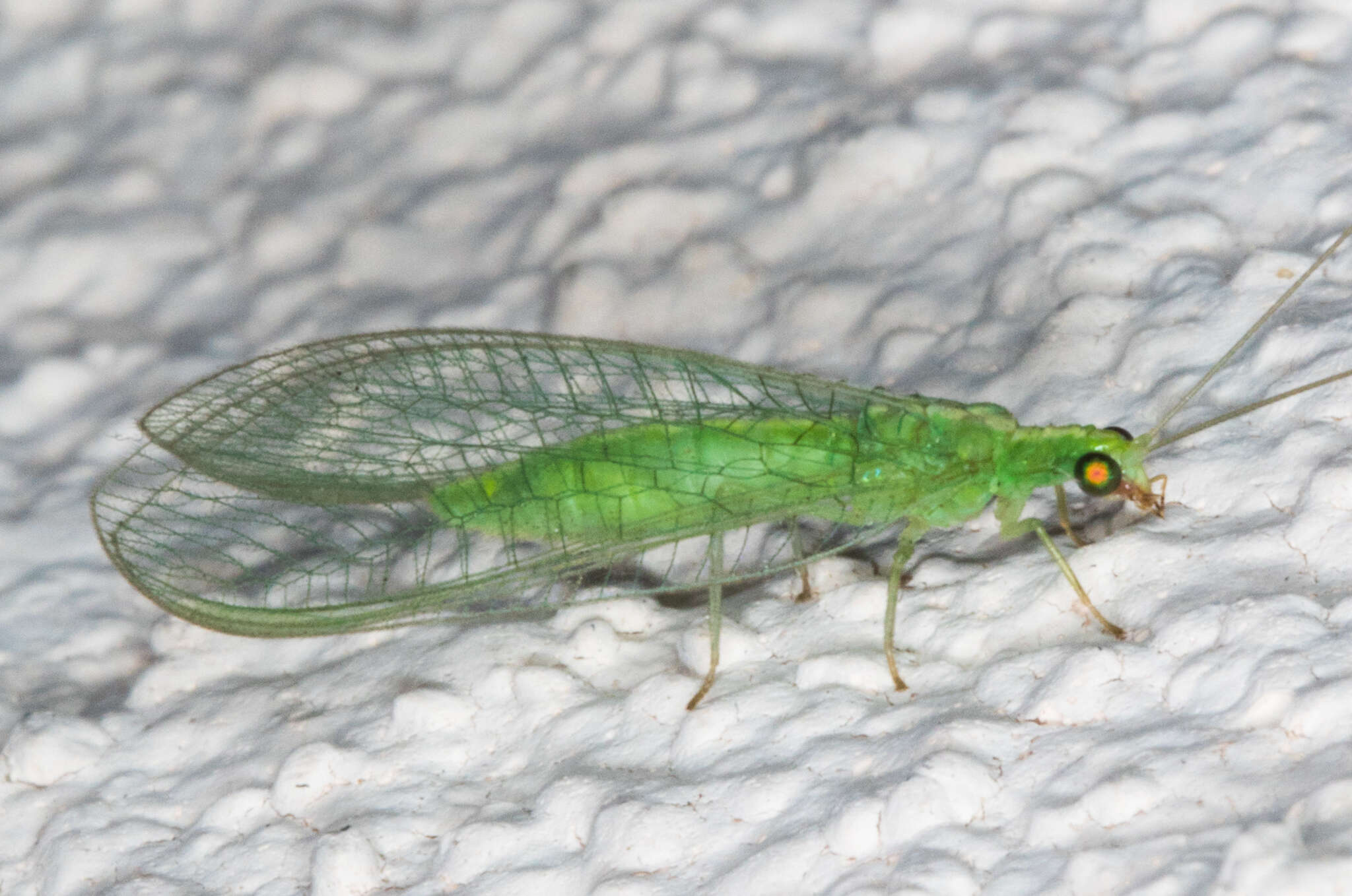 Image of Green lacewing