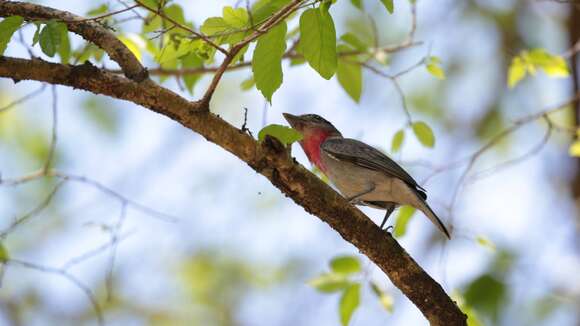 Image of Rose-throated Becard