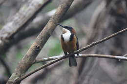 Image of Spinebill