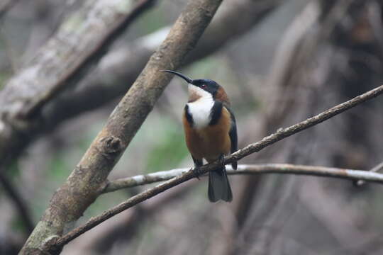 Image of Spinebill