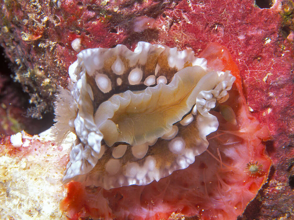 Image of Dendrodoris tuberculosa (Quoy & Gaimard 1832)