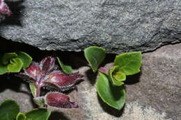 Image of Davidson's penstemon