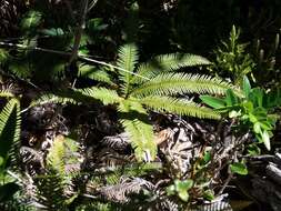 Image of Sticherus quadripartitus (Poir.) Ching