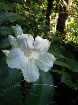 Image of Ruellia proxima Lindau