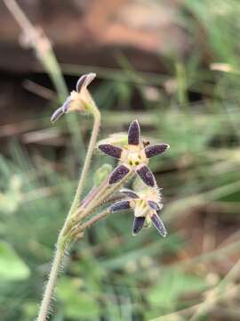 Image of Anisotoma pedunculata N. E. Br.