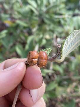 Image of Dog's Balls