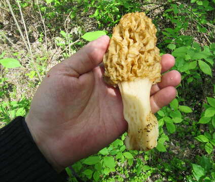 Image of Yellow Morel