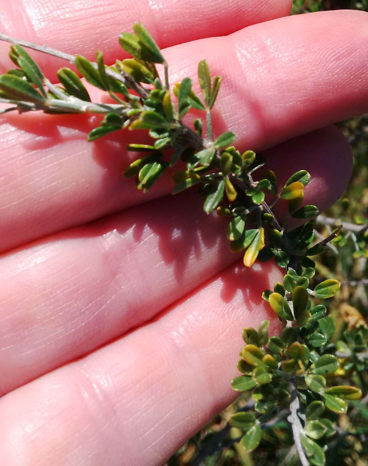 Sivun Wiborgia obcordata (P. J. Bergius) Thunb. kuva