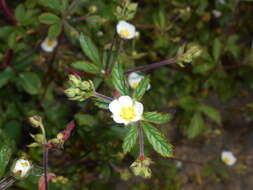 Image of Drymocallis rupestris (L.) J. Soják