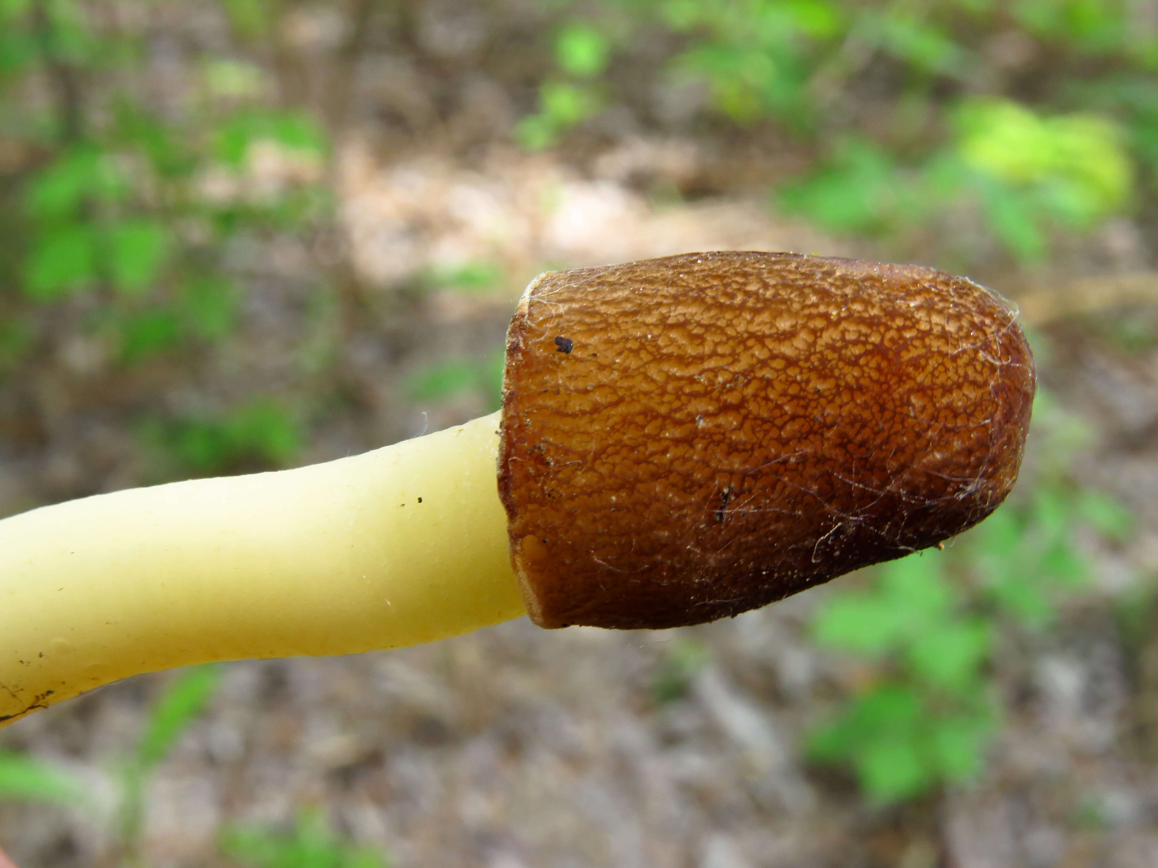 Image of Thimble morel