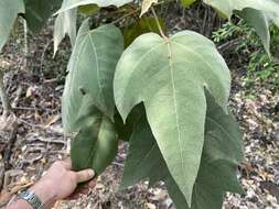 Image of Croton gossypiifolius Vahl