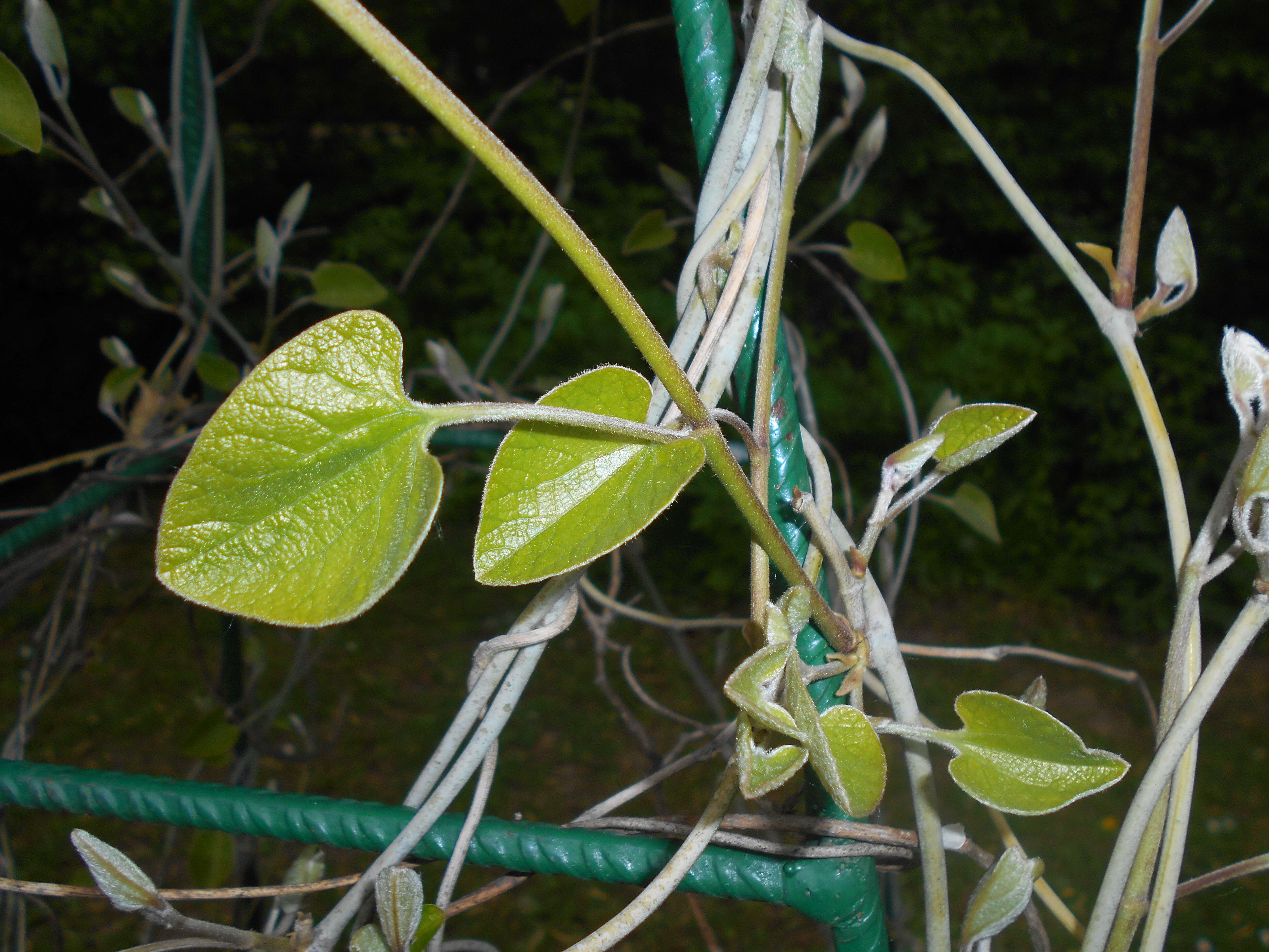 Image of woolly dutchman's pipe