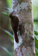 Image of Plain-brown Woodcreeper