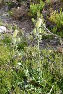 Imagem de Eryngium duriaei Gay ex Boiss.