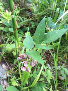 Image of groundnut