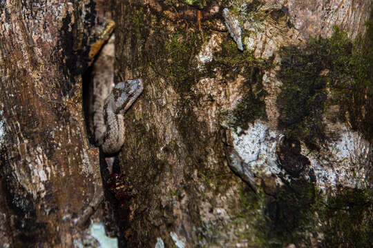 Tropidophis melanurus (Schlegel 1837) resmi