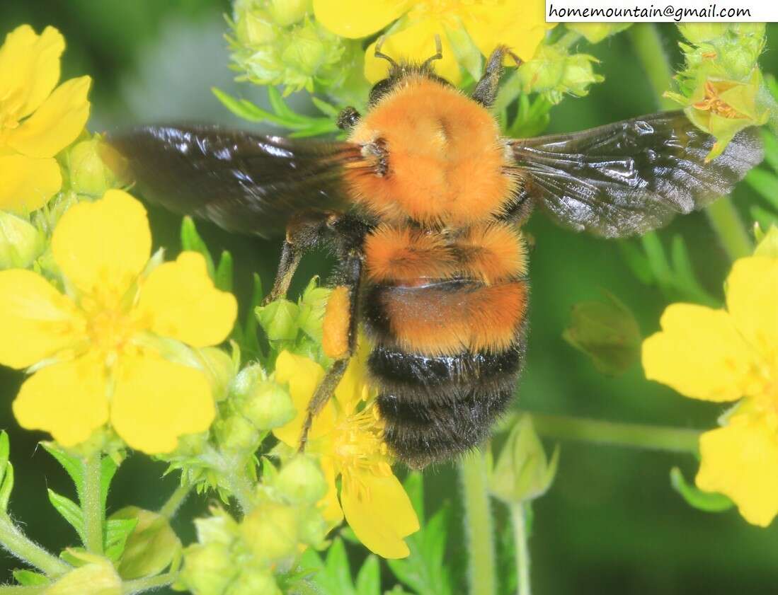 Слика од Bombus opulentus Smith 1861