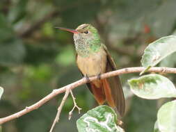 Imagem de Amazilia yucatanensis (Cabot & S 1845)