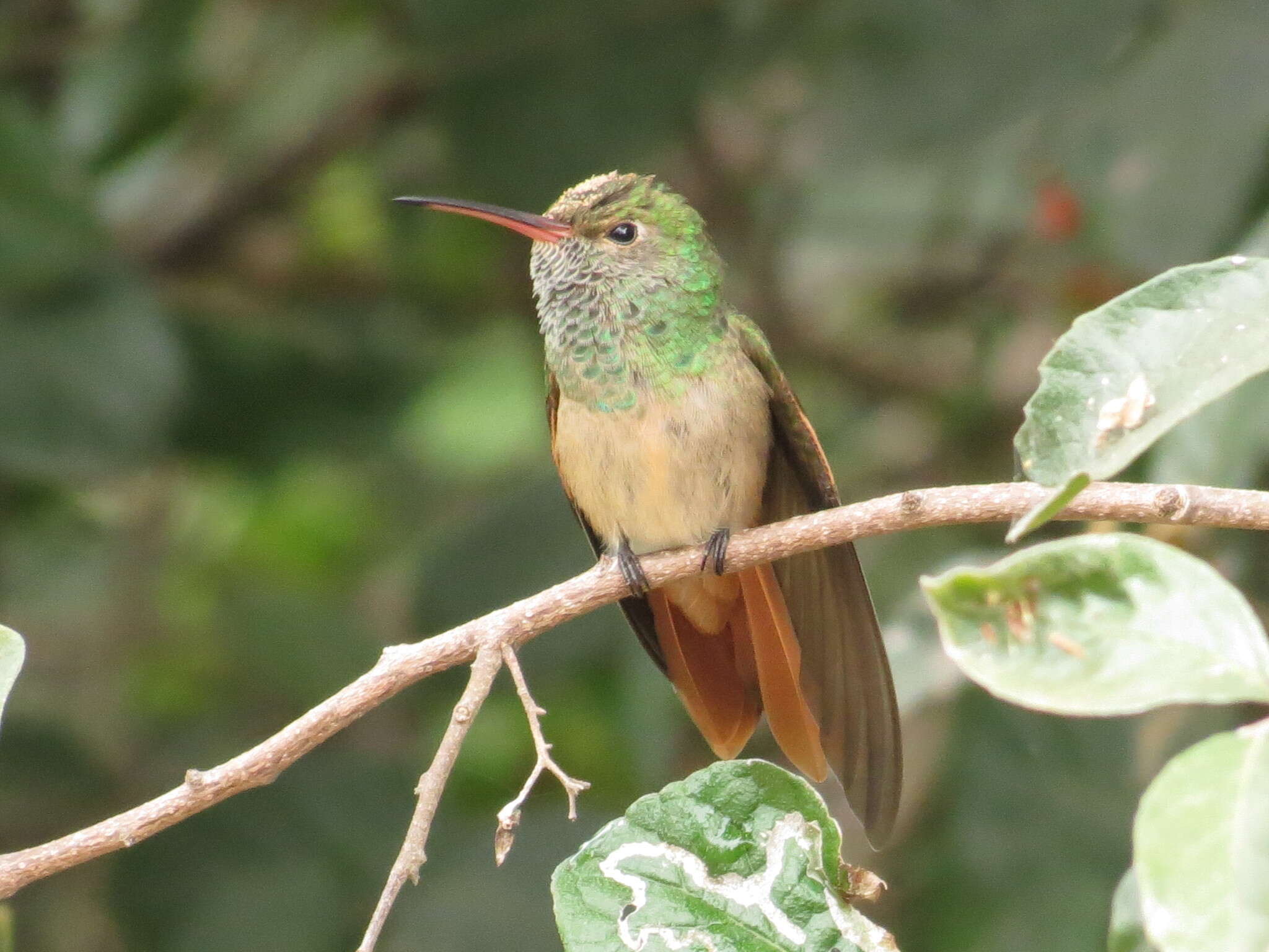 Imagem de Amazilia yucatanensis (Cabot & S 1845)