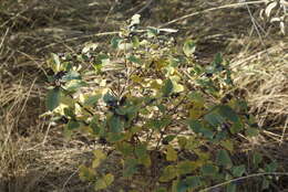 Слика од Amelanchier alnifolia (Nutt.) Nutt.